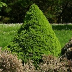 Фото Ель канадская Коника (сизая). (Picea glauca Conica) контейнер С15