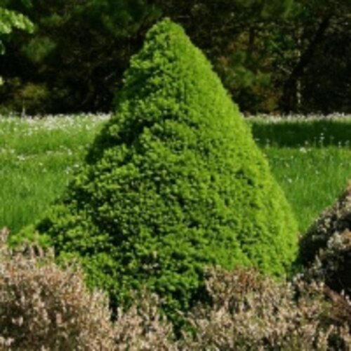 Фото Ялина канадська Коніка (сиза). (Picea glauca Conica)  Р9
