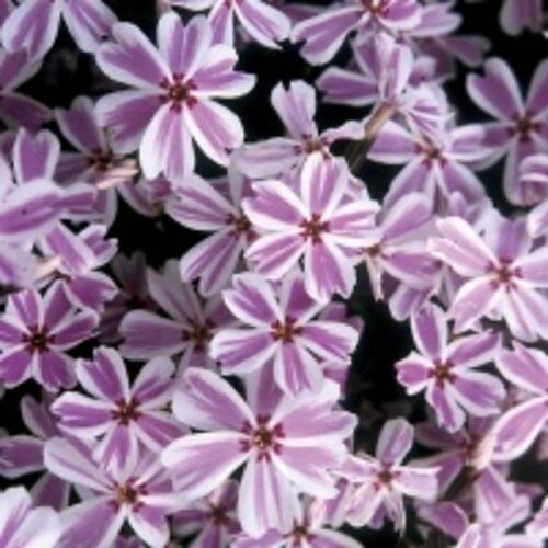 Фото Флокс шиловидный Микадо. (Phlox subulata Mikado) Р9