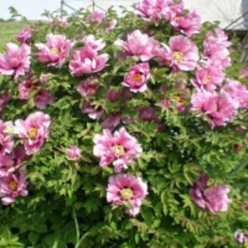 Фото Півонія деревоподібна Мікс. (Paeonia suffruticosa Xue Lian) 3-річка, С2