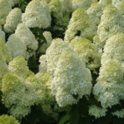 Гортензия метельчатая Полар Бир. (Hydrangea paniculata Polar Bear) С3 Фото Гортензия метельчатая Полар Бир. (Hydrangea paniculata Polar Bear) С3
