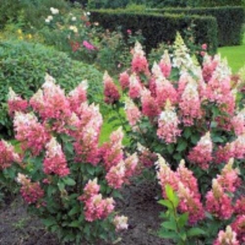Фото Гортензія волотиста Пінк Даймонд. (Hydrangea paniculata Pink Diamond) ШТАМБ