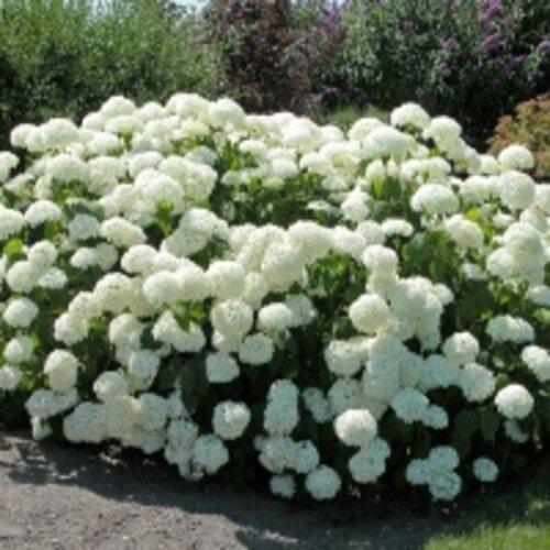 Гортензия древовидная Анабель. (Hydrangea arborescens Annabelle) P9 Фото Гортензия древовидная Анабель. (Hydrangea arborescens Annabelle) P9