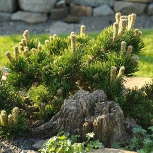 Фото Сосна горная Якобсен. (Pinus mugo Jakobsen) С15