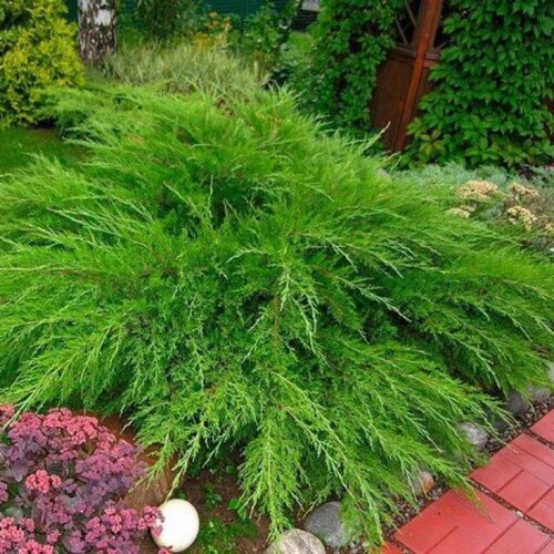 Фото Можжевельник средний Минт Джулеп. (Juniperus pfitzeriana Mint Julep) Р9