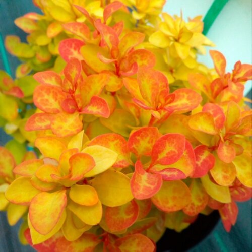 Барбарис Тунберга Саммер Сансет. (Berberis thunbergii Summer Sunset) С3 Фото Барбарис Тунберга Саммер Сансет. (Berberis thunbergii Summer Sunset) С3