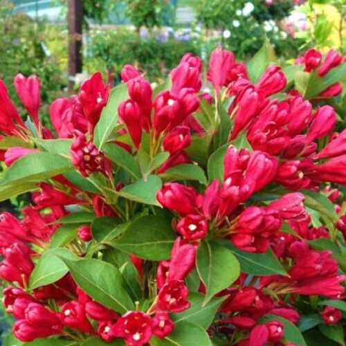Фото Вейгела Олл Саммер Ред. (Weigela All Summer Red) Р9