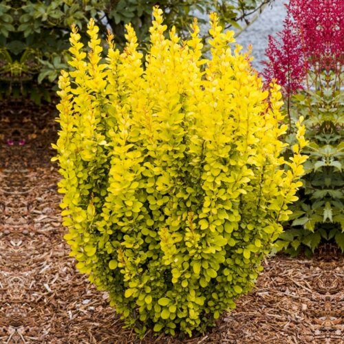 Фото Барбарис Тунберга Мария. (Berberis thunbergii Maria) С3