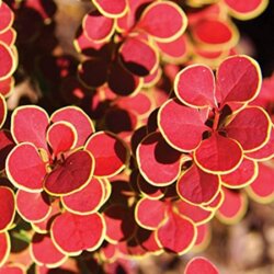 Фото Барбарис Тунберга Оранж Санрайз. (Berberis thunbergii Orange Sunrise) С3