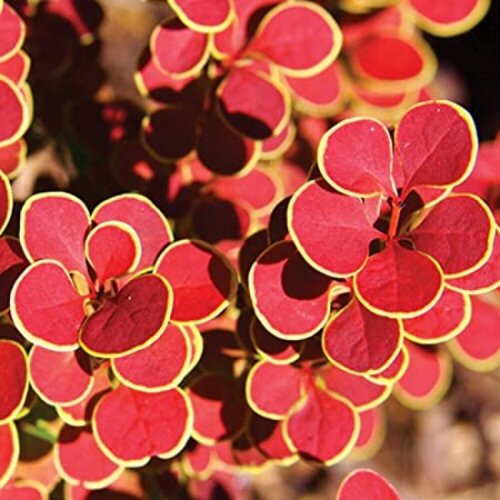 Фото Барбарис Тунберга Оранж Санрайз. (Berberis thunbergii Orange Sunrise) С3
