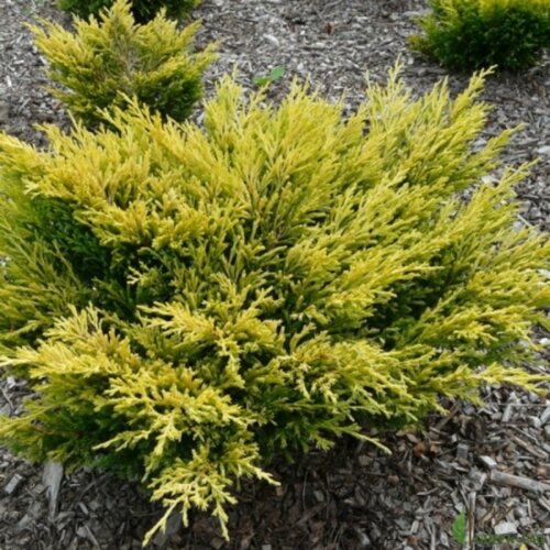 Можжевельник пфицериана Олд Голд. (Juniperus pfitzeriana Old Gold) D до 1м, КОМ Фото Можжевельник пфицериана Олд Голд. (Juniperus pfitzeriana Old Gold) D до 1м, КОМ