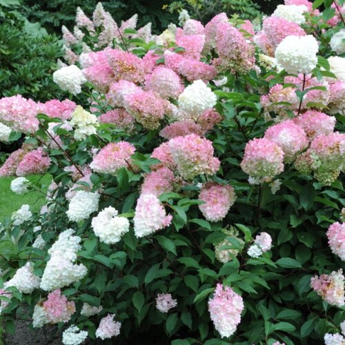 Фото Гортензия метельчатая Пинк Леди. (Hydrangea paniculata Pink Lady) C7,5 4-летка