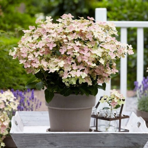 Фото Гортензия метельчатая Полистар. (Hydrangea paniculata Polestar) Р9