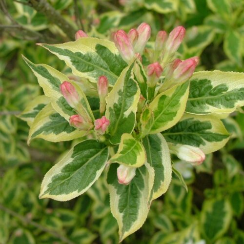 Фото Вейгела Флорида вариегата. (Weigela florida Variegata) лист с желтой каймой С3