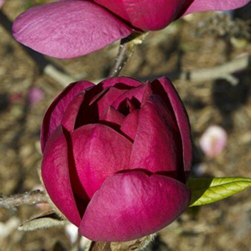 Фото Магнолия Джени. (Magnolia Genie) С5