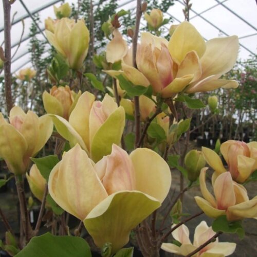 Магнолия Сансейшн. (Magnolia Sunsation) С10 Фото Магнолия Сансейшн. (Magnolia Sunsation) С10