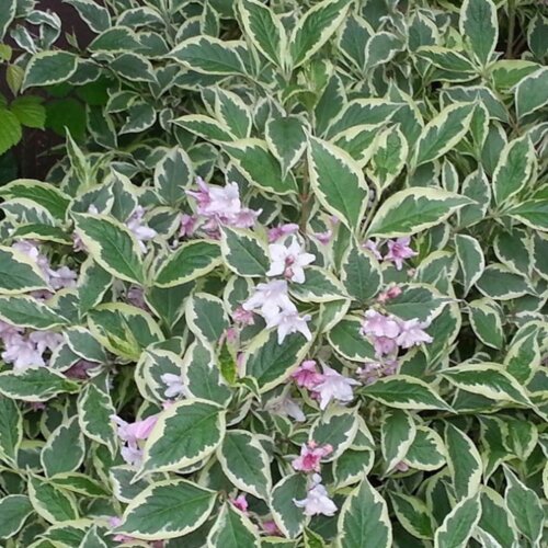 Фото Вейгела Вариегата. (Weigela Variegata) лист с белой каймой С3