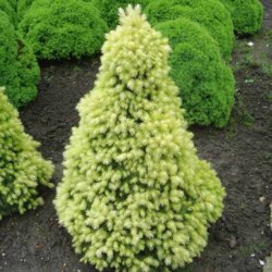 Фото Ель канадская Дейзи Уайт. (Picea glauca Daisy's White) КОМ