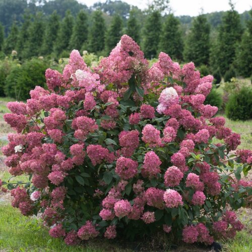 Гортензия метельчатая Меджикал Файер. (Hydrangea paniculata Magical Fire) 1,5 годичная Фото Гортензия метельчатая Меджикал Файер. (Hydrangea paniculata Magical Fire) 1,5 годичная