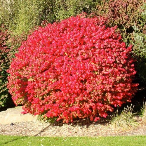 Бересклет крылатый Компактус. (Euonymus alatus Compactus) С3 Фото Бересклет крылатый Компактус. (Euonymus alatus Compactus) С3