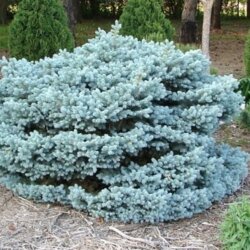 Фото Ель колючая Глаука Компакта. (Picea pungens Glauca Globosa) С25