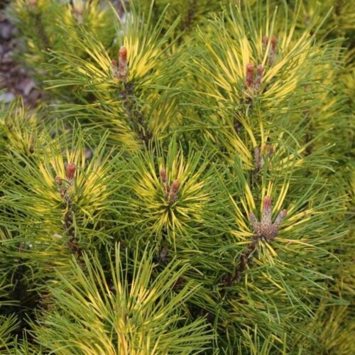 Сосна горная Саншайн. (Pinus mugo Sunshine) С7,5 Фото Сосна горная Саншайн. (Pinus mugo Sunshine) С7,5