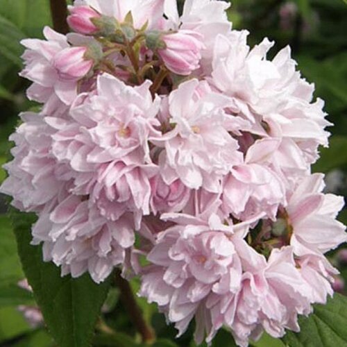 Фото Дейция гибридная Пинк Пом-Пом. (Deutzia hybrida Pink Pom-Pom) P9