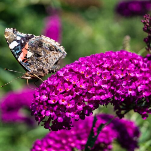 Фото Буддлея Давида Роял Ред. (Buddleja davidii Royal Red) Р9