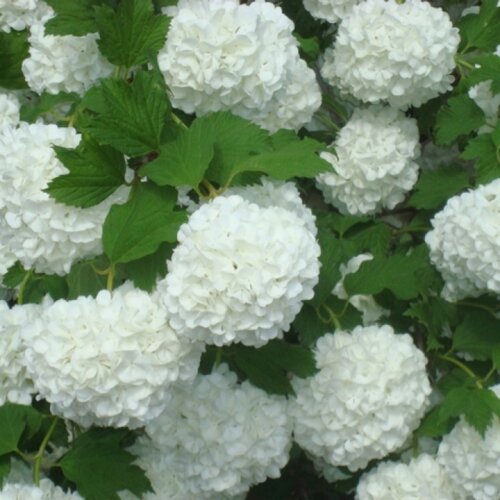 Калина Бульденеж. (Viburnum opulus Roseum) P9 Фото Калина Бульденеж. (Viburnum opulus Roseum) P9