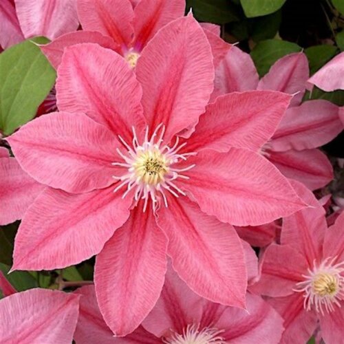 Клематис 'Литлл Мермейд'. (Clematis 'Little Mermaid') Фото Клематис 'Литлл Мермейд'. (Clematis 'Little Mermaid')