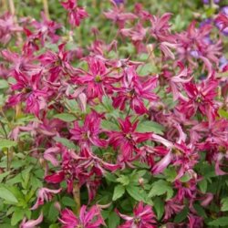 Фото Клематис Розалин. (Clematis Rosalyn) III группа 
