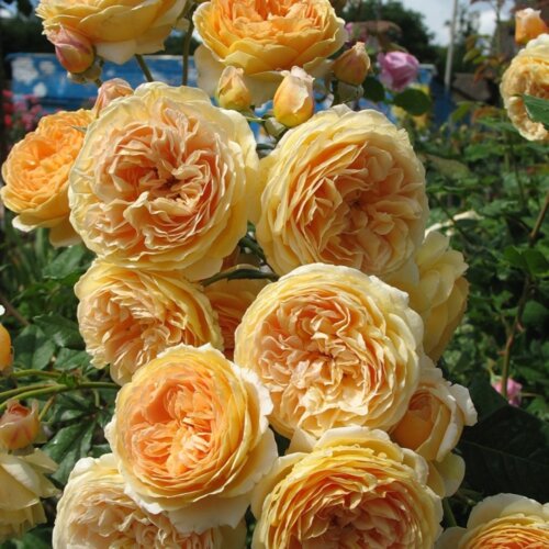 Фото Роза Кроун Принцесса Маргарет. (Crown Princess Margareta) АНГЛ 