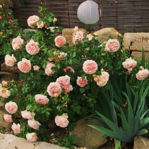Троянда Абрахам Дербі. (Abraham Darby) АНГЛ. в КОНТЕЙНЕРІ Фото Троянда Абрахам Дербі. (Abraham Darby) АНГЛ. в КОНТЕЙНЕРІ
