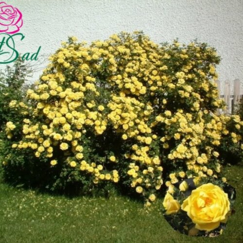 Фото Роза Персіан Єллоу. (Persian Yellow) Гібрид Фетіда (жовтень 2026)