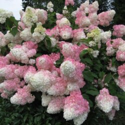 Фото Гортензія волотиста Ванілла Фрейз. (Hydrangea paniculata Vanille Fraise) С3
