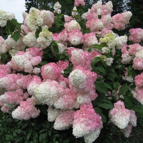 Гортензія волотиста Ванілла Фрейз. (Hydrangea paniculata Vanille Fraise) С3 Фото Гортензія волотиста Ванілла Фрейз. (Hydrangea paniculata Vanille Fraise) С3