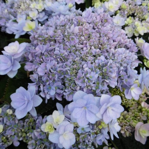 Гортензия крупнолистная Ю энд Ми Форевер. (Hydrangea macrophylla You & Me Forever) С2 Фото Гортензия крупнолистная Ю энд Ми Форевер. (Hydrangea macrophylla You & Me Forever) С2