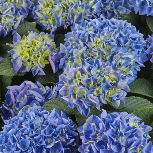 Фото Гортензия крупнолистная Саксон Ратхен. (Hydrangea macrophylla Saxon Rathen) Р9