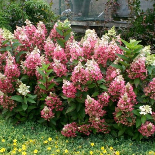 Фото Гортензия метельчатая Кендлайт. (Hydrangea paniculata Candlelight) Р9