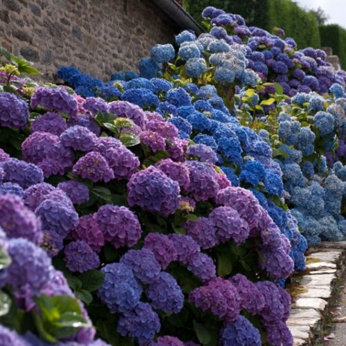Гортензия крупнолистная Гамбург. (Hydrangea macrophylla Hamburg) С3 Фото Гортензия крупнолистная Гамбург. (Hydrangea macrophylla Hamburg) С3