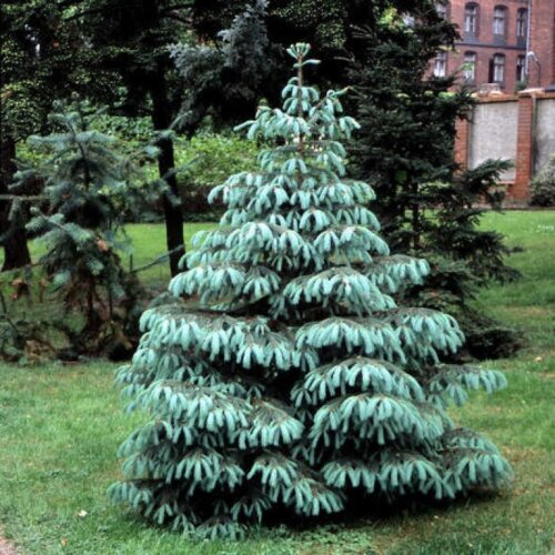 Ель энгельмана Глаука. (Picea engelmannii Glauca) С15 Фото Ель энгельмана Глаука. (Picea engelmannii Glauca) С15