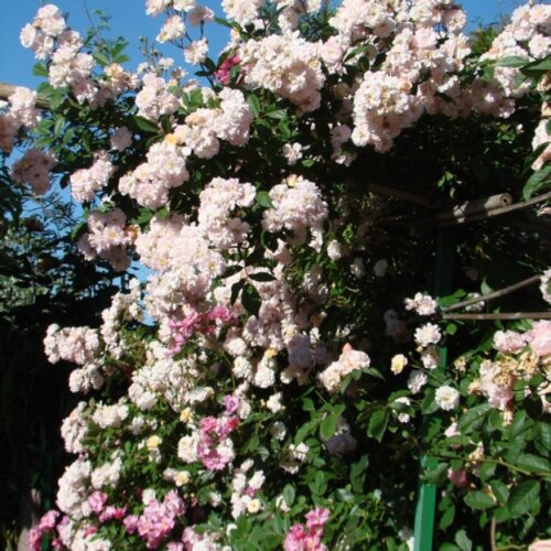 Фото Роза Бриз Парфум. (Brise Parfum) Плетистая в КОНТЕЙНЕРЕ