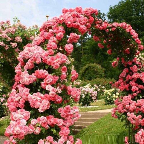 Фото Роза Розариум Ютерзен (Rosarium Uetersen) Плетистая в КОНТЕЙНЕРЕ