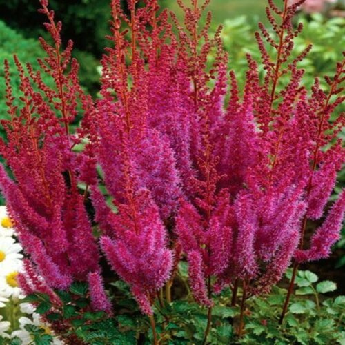 Астильба малиновая. (Astilbe) Фото Астильба малиновая. (Astilbe)