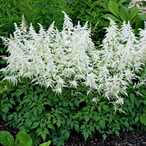 Фото Астильба Діамант. (Astilbe Diamant) С2, 3річна