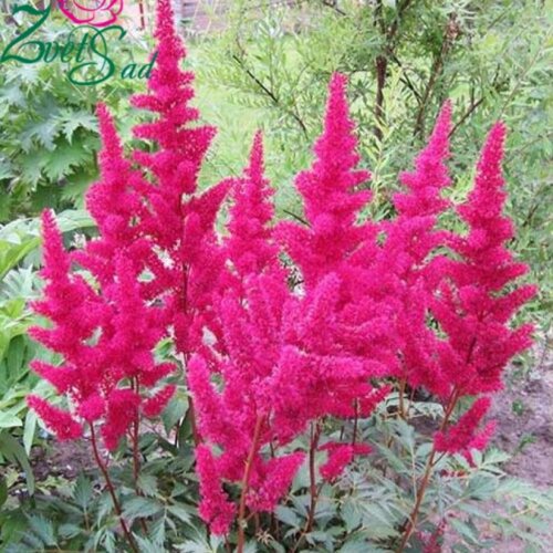 Фото Астильба темно-розовая. (Astilbe)