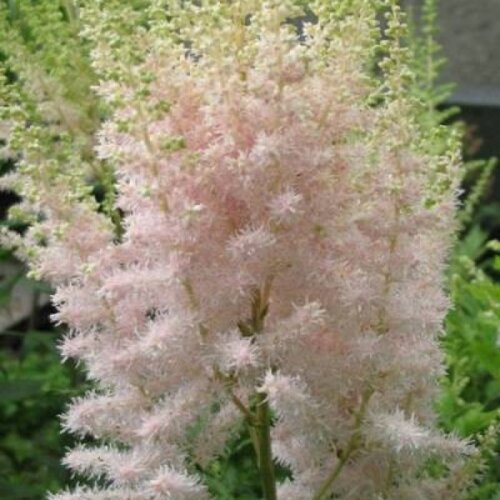 Астильба китайская кремовая 'Молоко и Мед'. (Astilbe Milk and Honey) Фото Астильба китайская кремовая 'Молоко и Мед'. (Astilbe Milk and Honey)