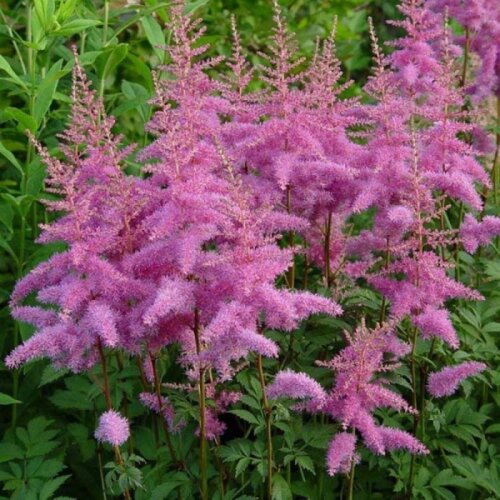 Фото Астильба Арендса 'Аметист'. (Astilbe arendsii 'Amethyst')