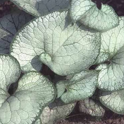 Фото Бруннера Лукінг Глас. (Brunnera macrophylla Looking Glass) С1,5