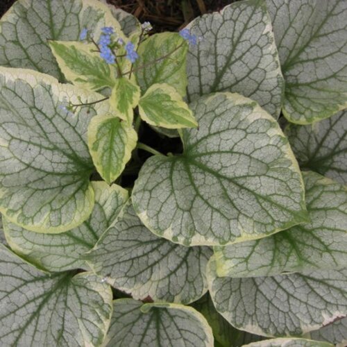 Фото Бруннера Кінгс Ренс. (Brunnera macrophylla King's Ransom) С1,5